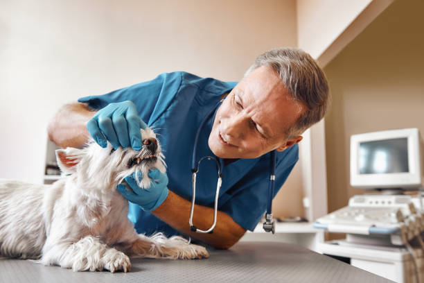 Best Knocked-Out Tooth (Avulsed Tooth) Treatment in Bonanza, GA